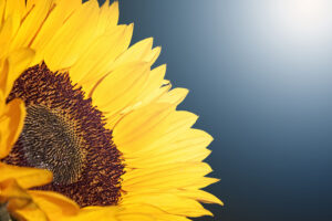 Sunflower 4K5094111164